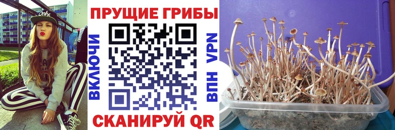 ссылка на мегу онион  Переславль-Залесский  Псилоцибиновые грибы Cubensis 